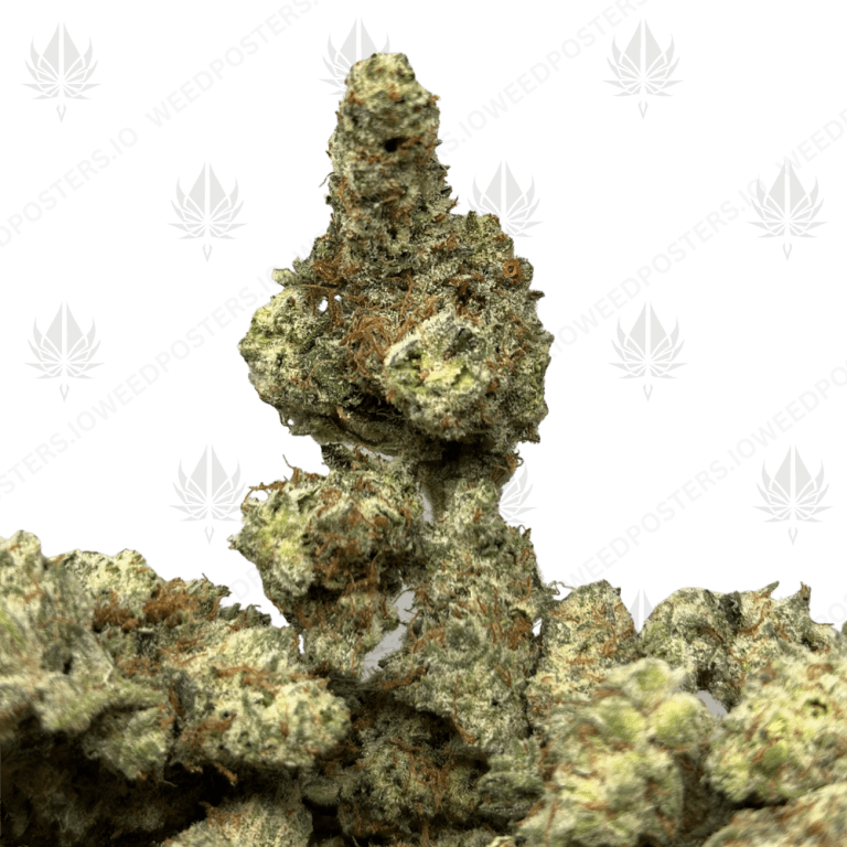 LEMON HAZE LSO (SATIVA)