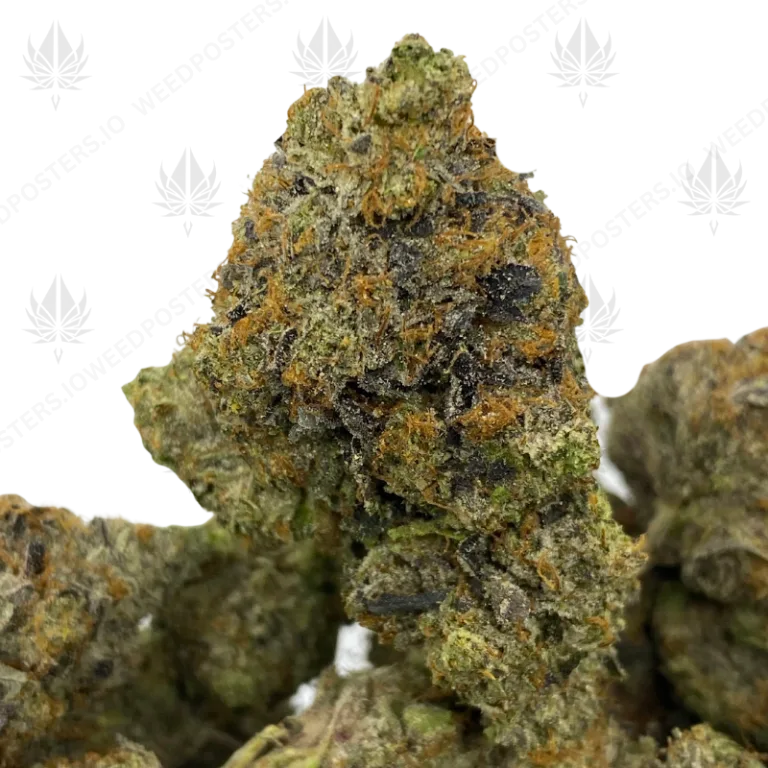 SUPREME PINK (QUAD GAS)