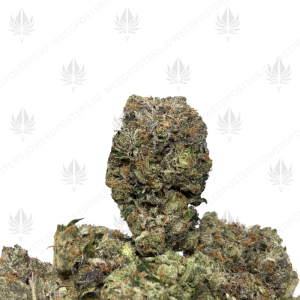 KATSU BUBBA (TRIP GAS) - Image 1