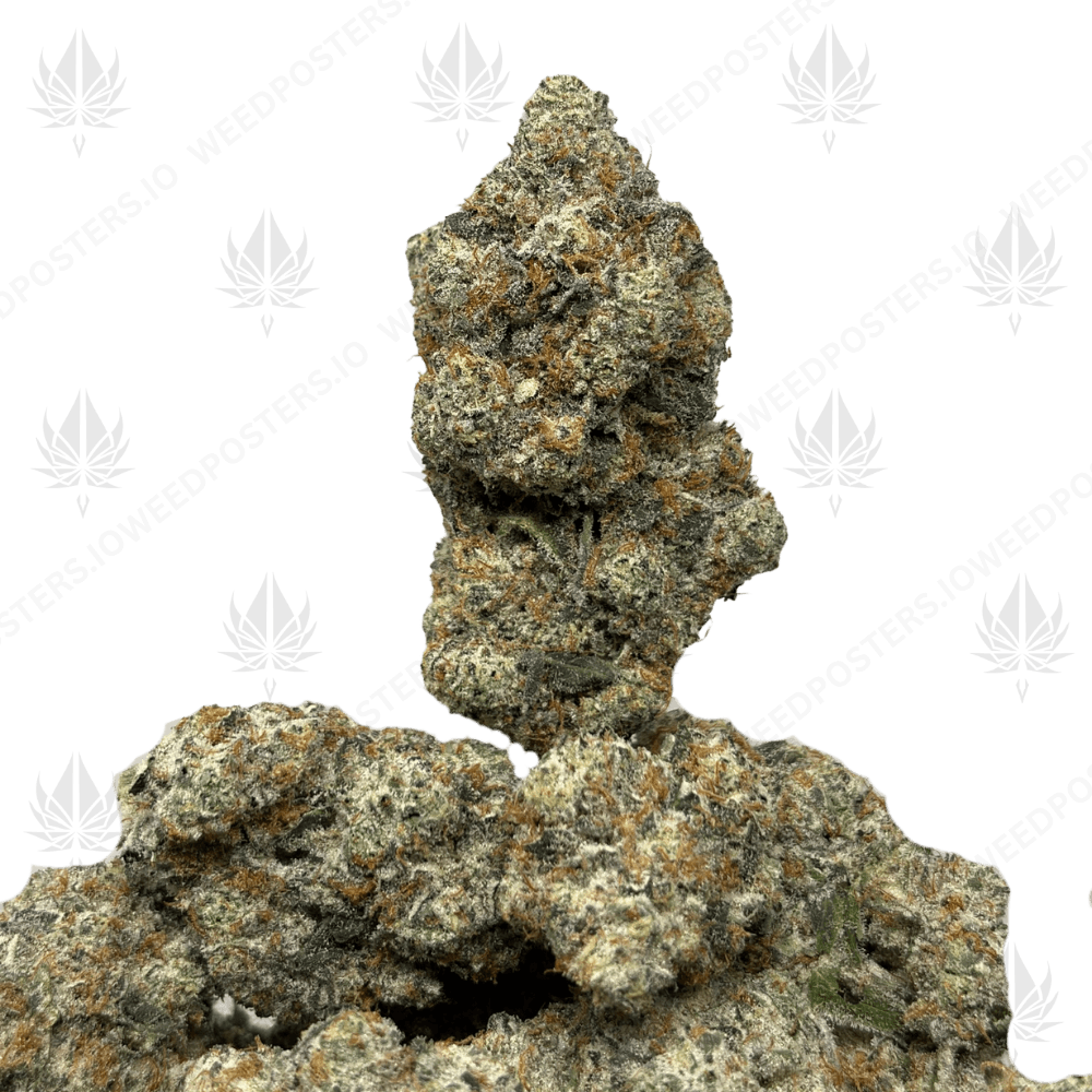 WIZARD X ICE CREAM CAKE