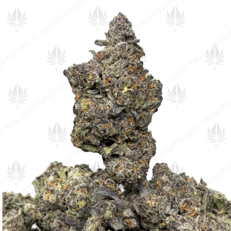 SHAGZILLA V2 (LSO EXOTICS)