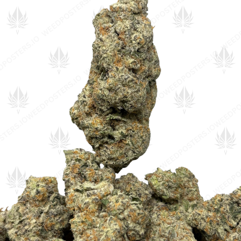 WIZARD FRITTER (LSO EXOTICS)