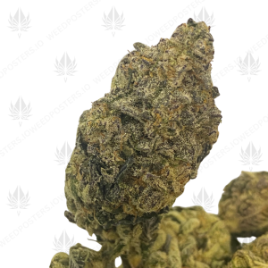 PLATINUM PUNCH (TRIP EXOTICS) - Image 1