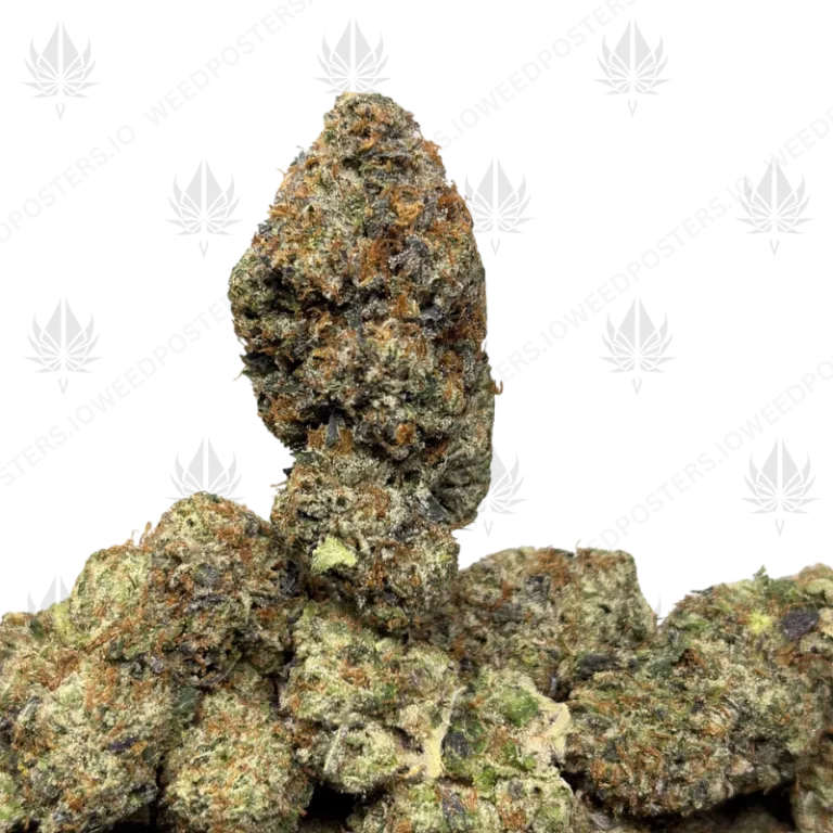 PLATINUM PINK VVS (LSO GAS)
