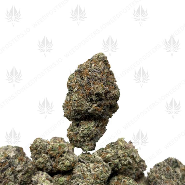 LUCIFER PINK (LSO GAS)