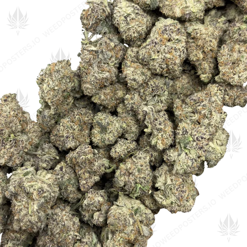 6770 (3)