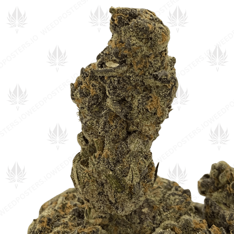 JELLY BREATH (QUAD EXOTICS)