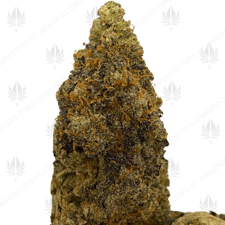 PROJECT Z (QUAD EXOTICS)