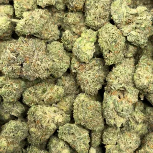 WIZARD X COOL WHIP (SMALLS) - LSO EXOTICS - Image 3