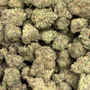 WIZARD X BEACH WEDDING V2 (SMALLS) - LSO EXOTICS - Image 3