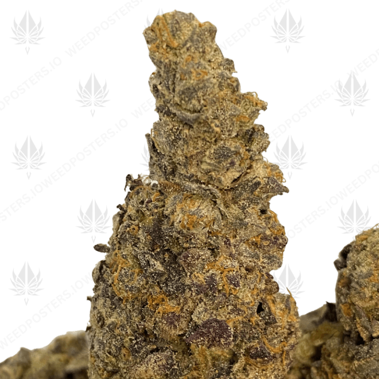 SOUR APPLE HAZE (QUAD EXOTICS)