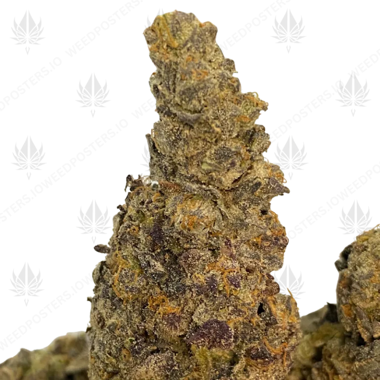 SOUR APPLE HAZE (QUAD EXOTICS)