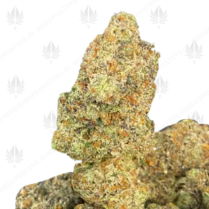 GREASY GARLIC (QUAD EXOTICS) - Image 1