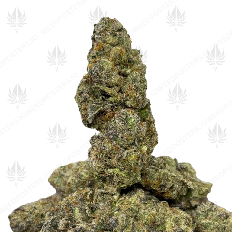 GMO SHERBERT (QUAD EXOTICS)