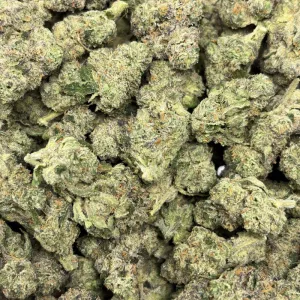 WILD RUNTZ (LSO EXOTICS) - Image 3