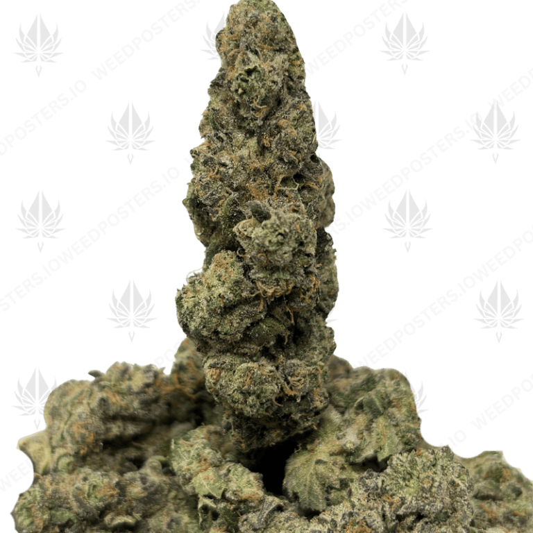 WILD RUNTZ (LSO EXOTICS)
