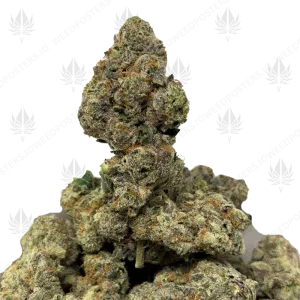 FRESH WATER BISCOTTI (LSO EXOTICS) - Image 1