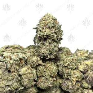 PURPLE BREATH (TRIP EXOTICS) - Image 1