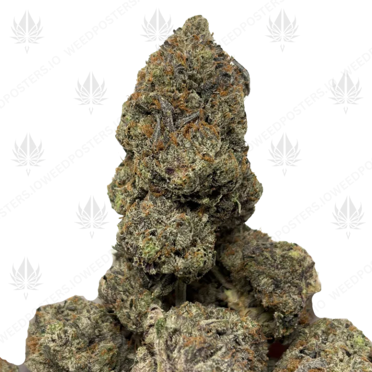 PINK NUKE (QUAD GAS)
