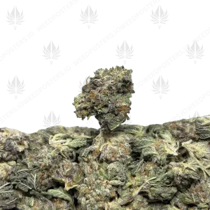 OREO BLIZZARD (TRIP EXOTICS) - Image 1