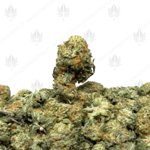 PINA COLADA HAZE (SATIVA) - Image 1