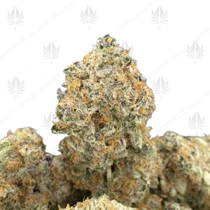 BLACK CHERRY TROPICANA (TRIP EXOTICS) - Image 1