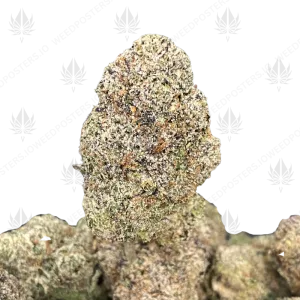 NIGHTMARE RUNTZ (TRIP EXOTICS) - Image 1