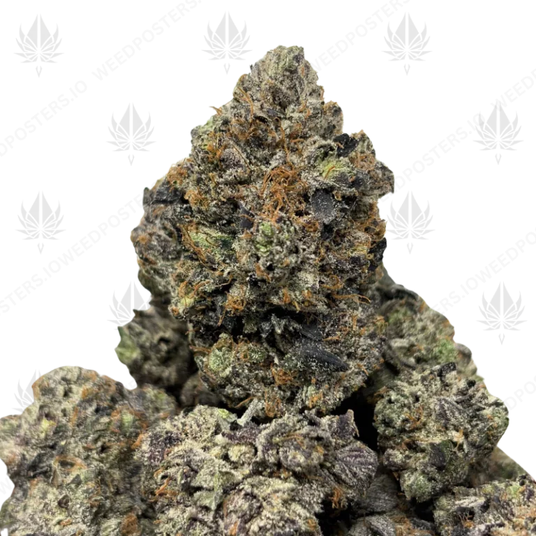 BLACK GAS (QUAD GAS)