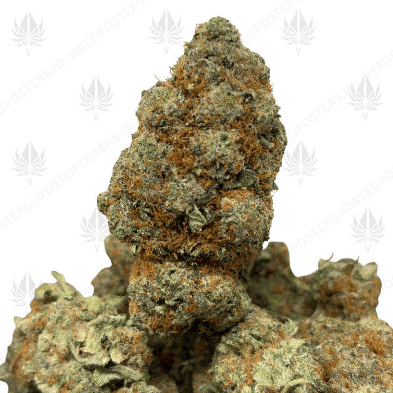 DOSI CAKE (TRIP EXOTICS)