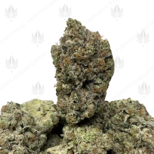 PINK CELEBI (LSO GAS)