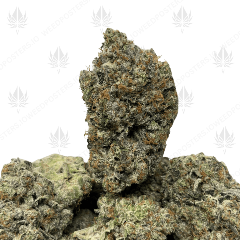 PINK CELEBI (LSO GAS)