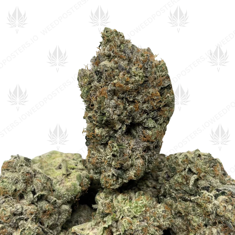 PINK CELEBI (LSO GAS)