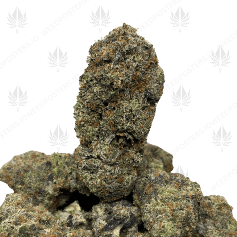 MACHO PINK (LSO GAS)