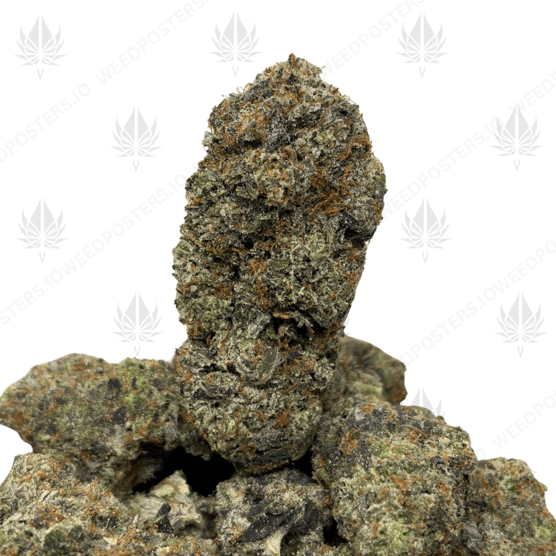 MACHO PINK (LSO GAS)