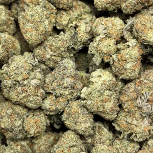 WHITE RUNTZ (TRIP EXOTICS) - Image 3