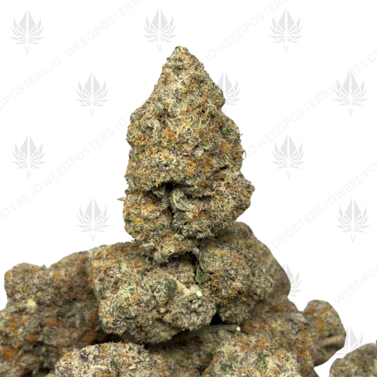 WHITE TRUFFLEZ (QUAD EXOTICS)
