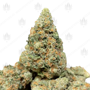 RED CONGOLESE (SATIVA)