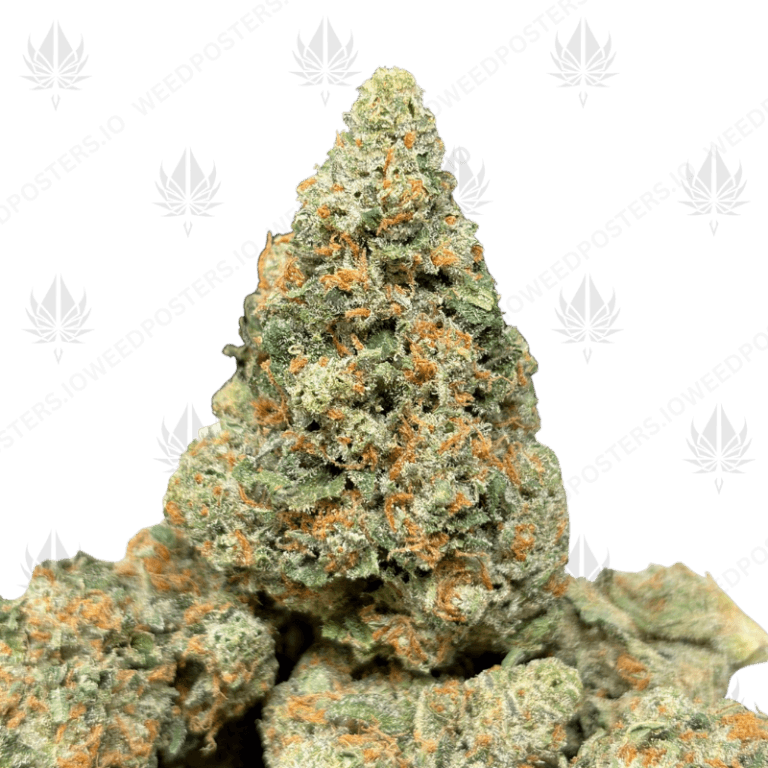RED CONGOLESE (SATIVA)