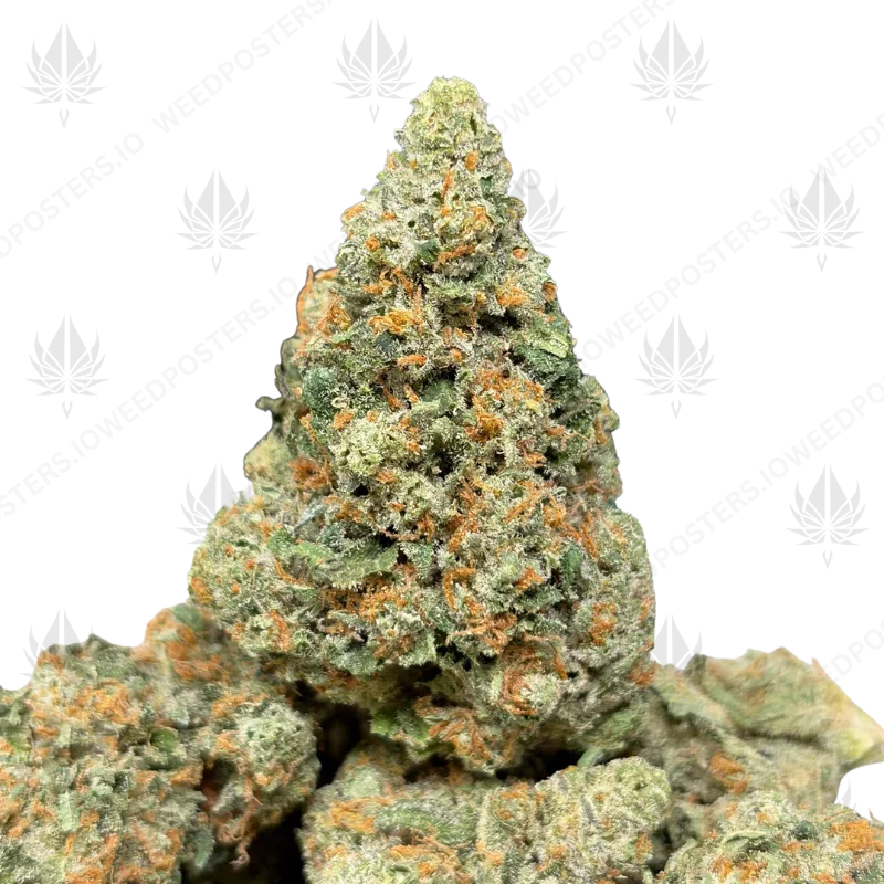 RED CONGOLESE (SATIVA)