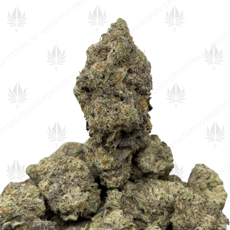 BLUEBERRY PANCAKES (QUAD EXOTICS)