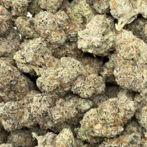 NORTHERN HASH PLANT (LSO EXOTICS) - Image 3