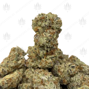 MENDO KUSH BREATH (LSO EXOTICS) - Image 1
