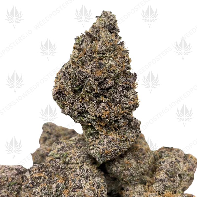 DARK PLASMA (LSO EXOTICS)