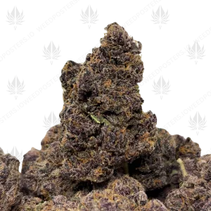 CHOCOLATE TANGIE (LSO EXOTICS)