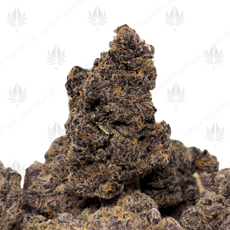 CHOCOLATE TANGIE (LSO EXOTICS)