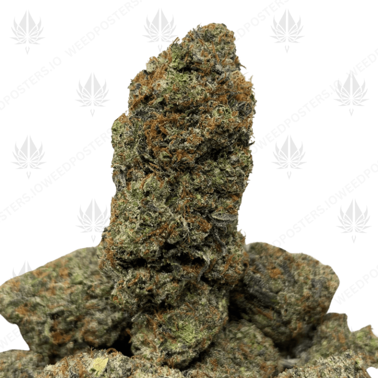 PINK FUEGO (LSO GAS)