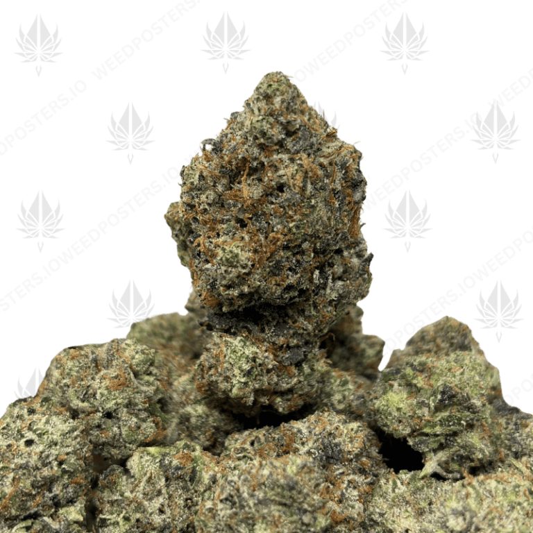 NUCLEAR PINK (LSO GAS)