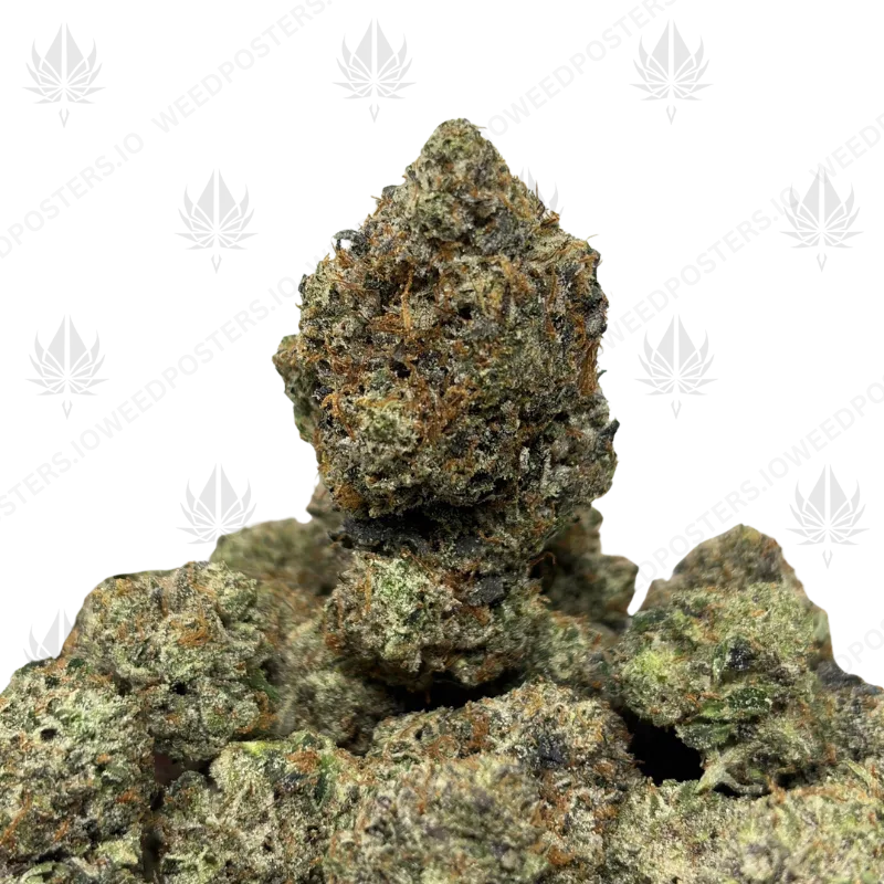 NUCLEAR PINK (LSO GAS)