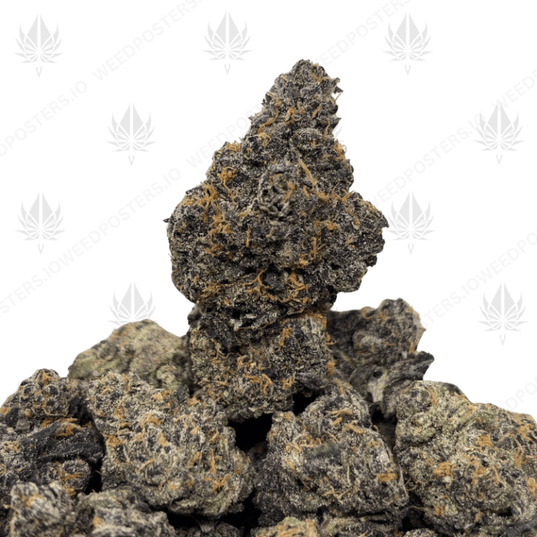 LAZER X DRIP (LSO EXOTICS)