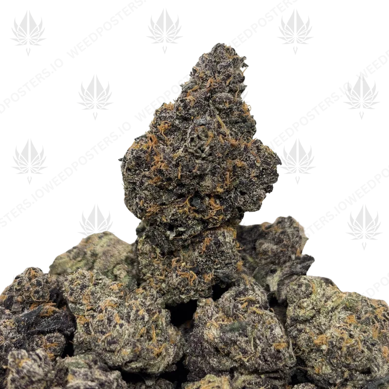 LAZER X DRIP (LSO EXOTICS)